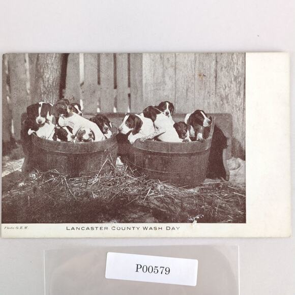 Lancaster County PA Wash Day Puppies 1940s Postcard Photo RPPC Hounds 1944 - Picture 1 of 2